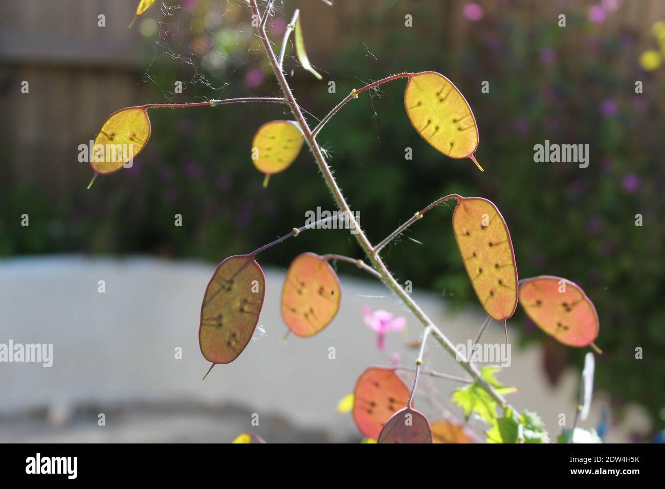 Translucent seed pods hires stock photography and images Alamy
