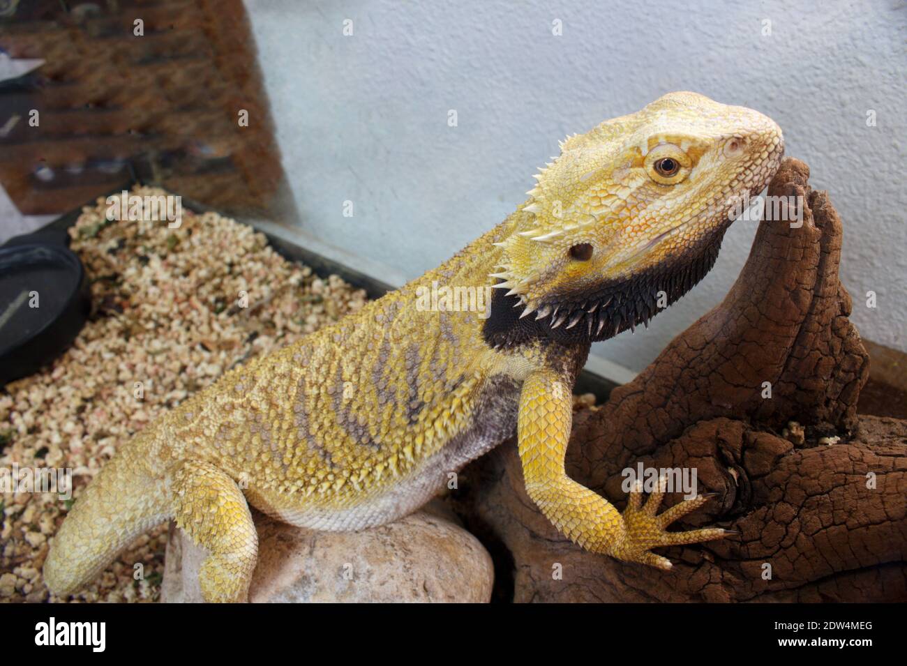 pogona reptile on ground in profile Stock Photo