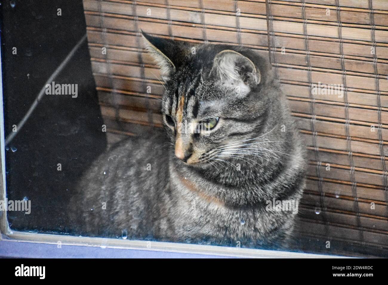Trap the cat project physalis