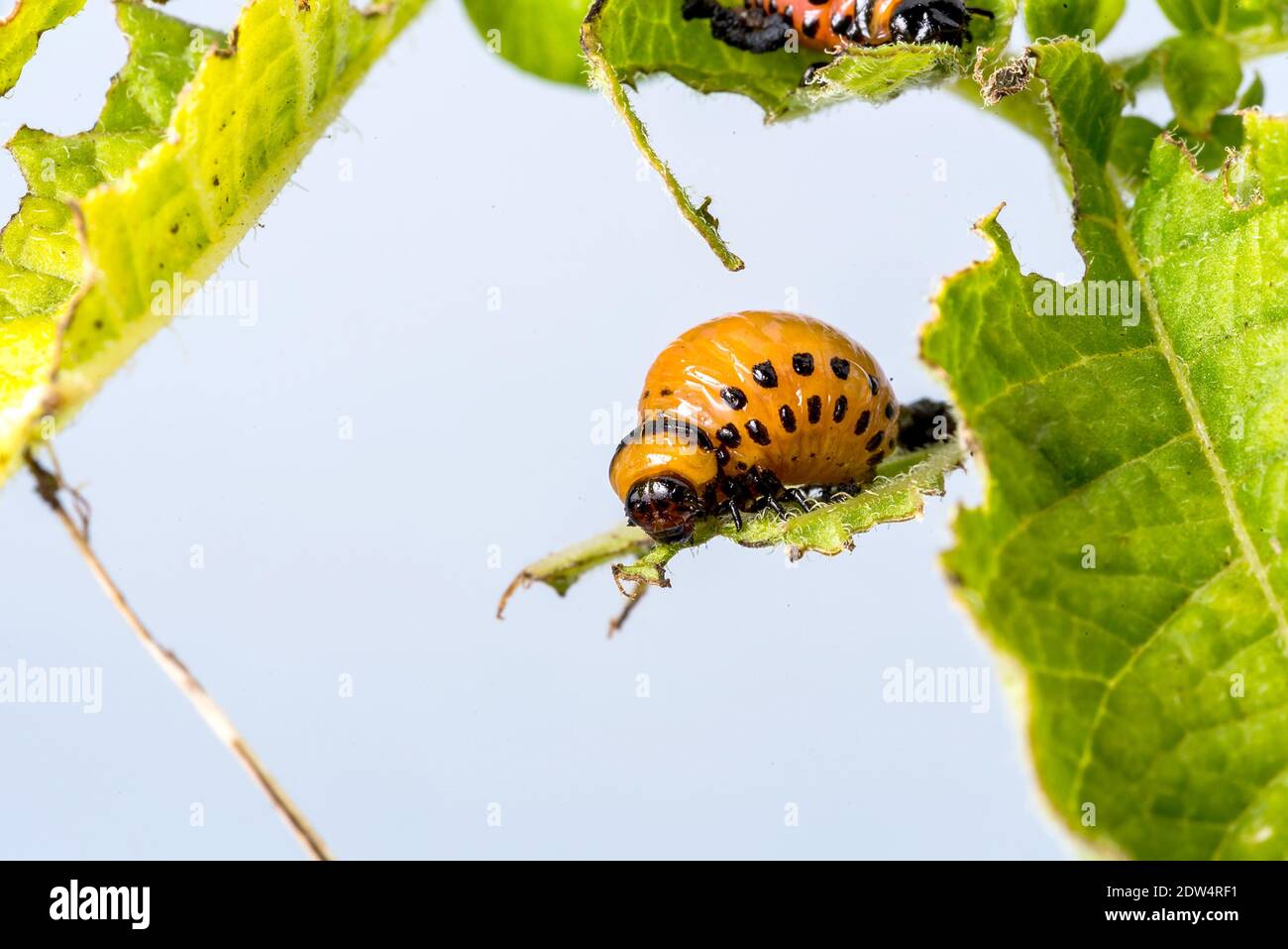 The Colorado potato beetle larvae feeding on green plants close up ...