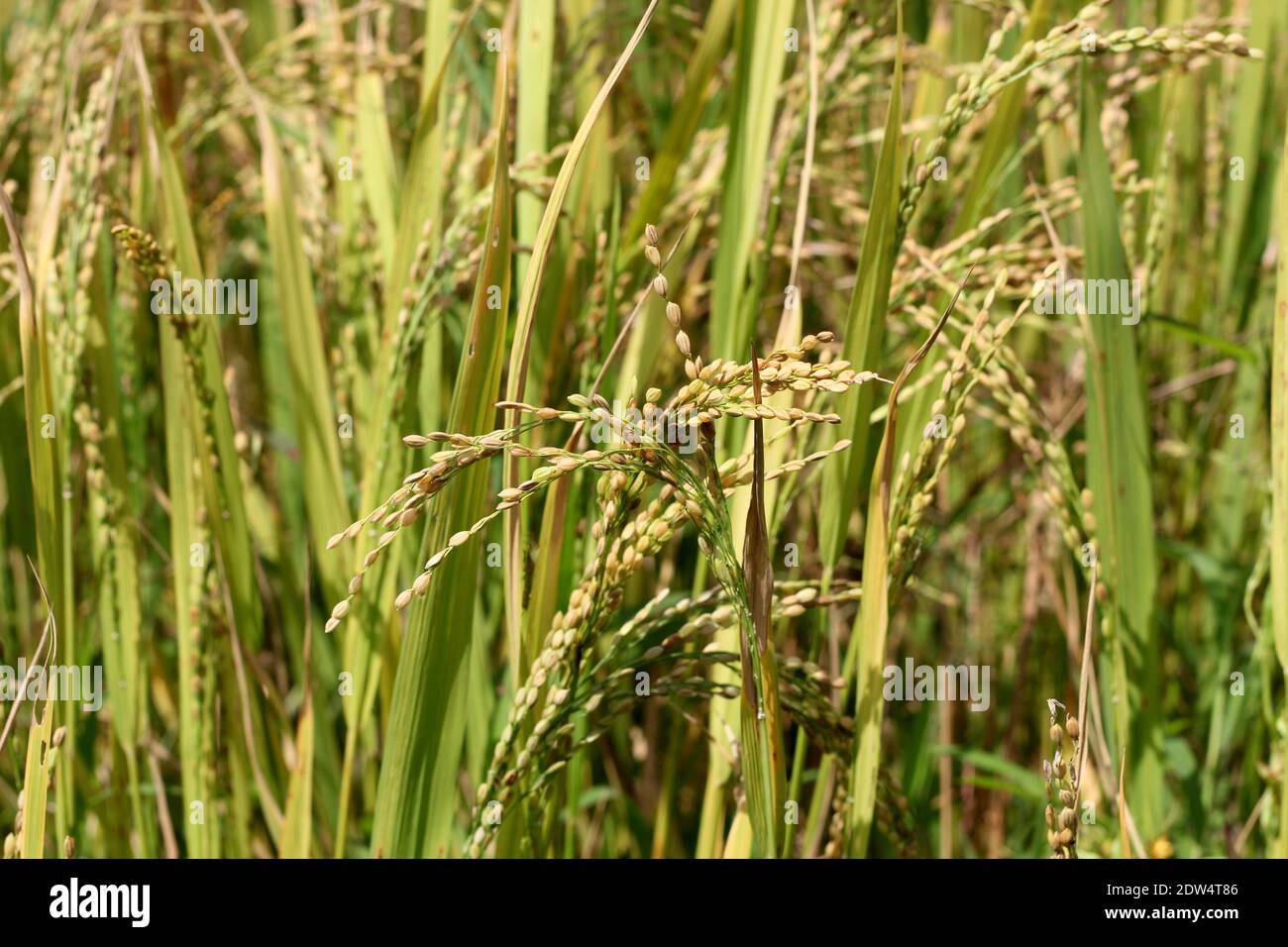 Two ripen paddy spikes bend towards each other Stock Photo