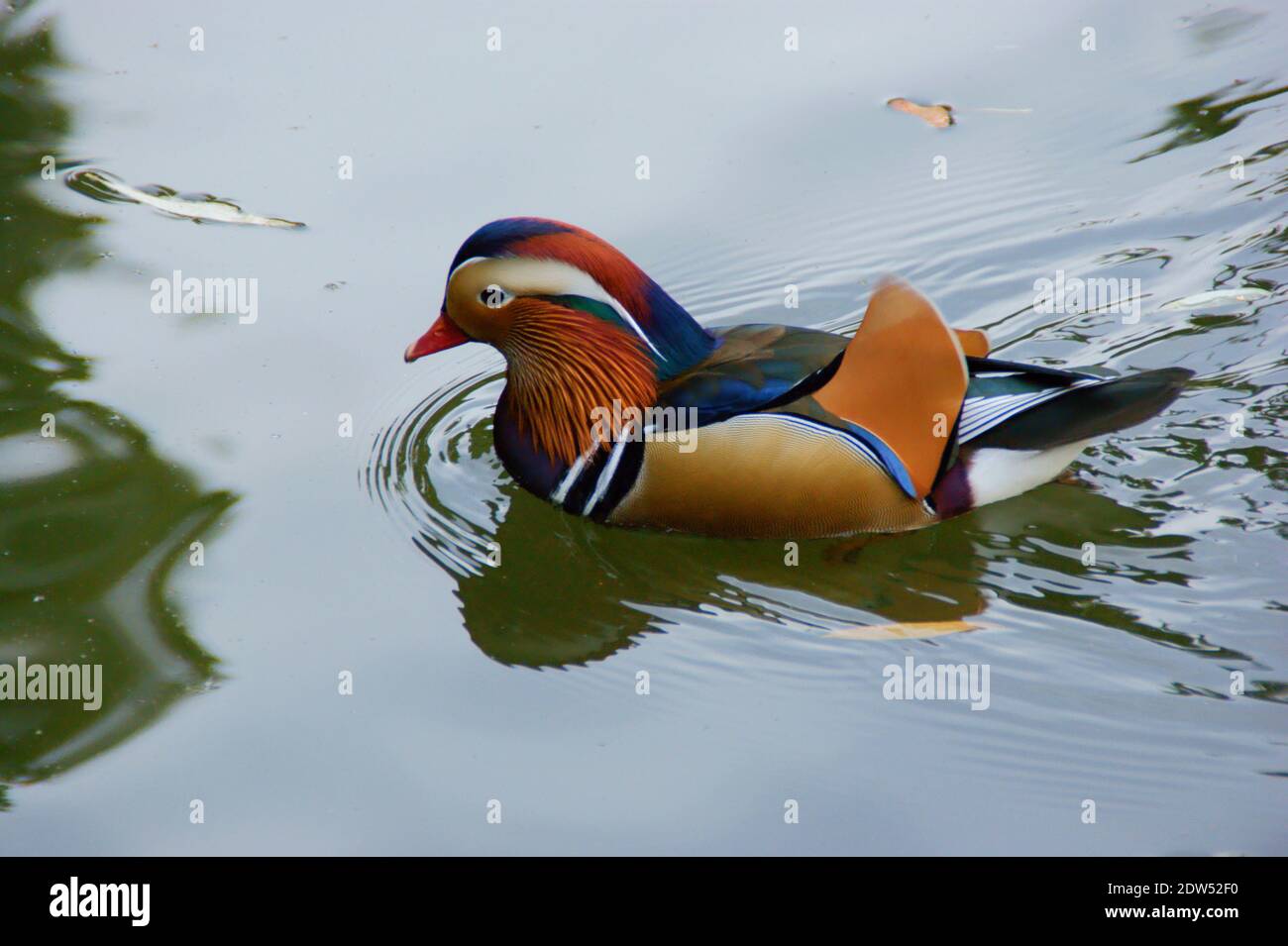 Mandarin ducks mating hires stock photography and images Alamy