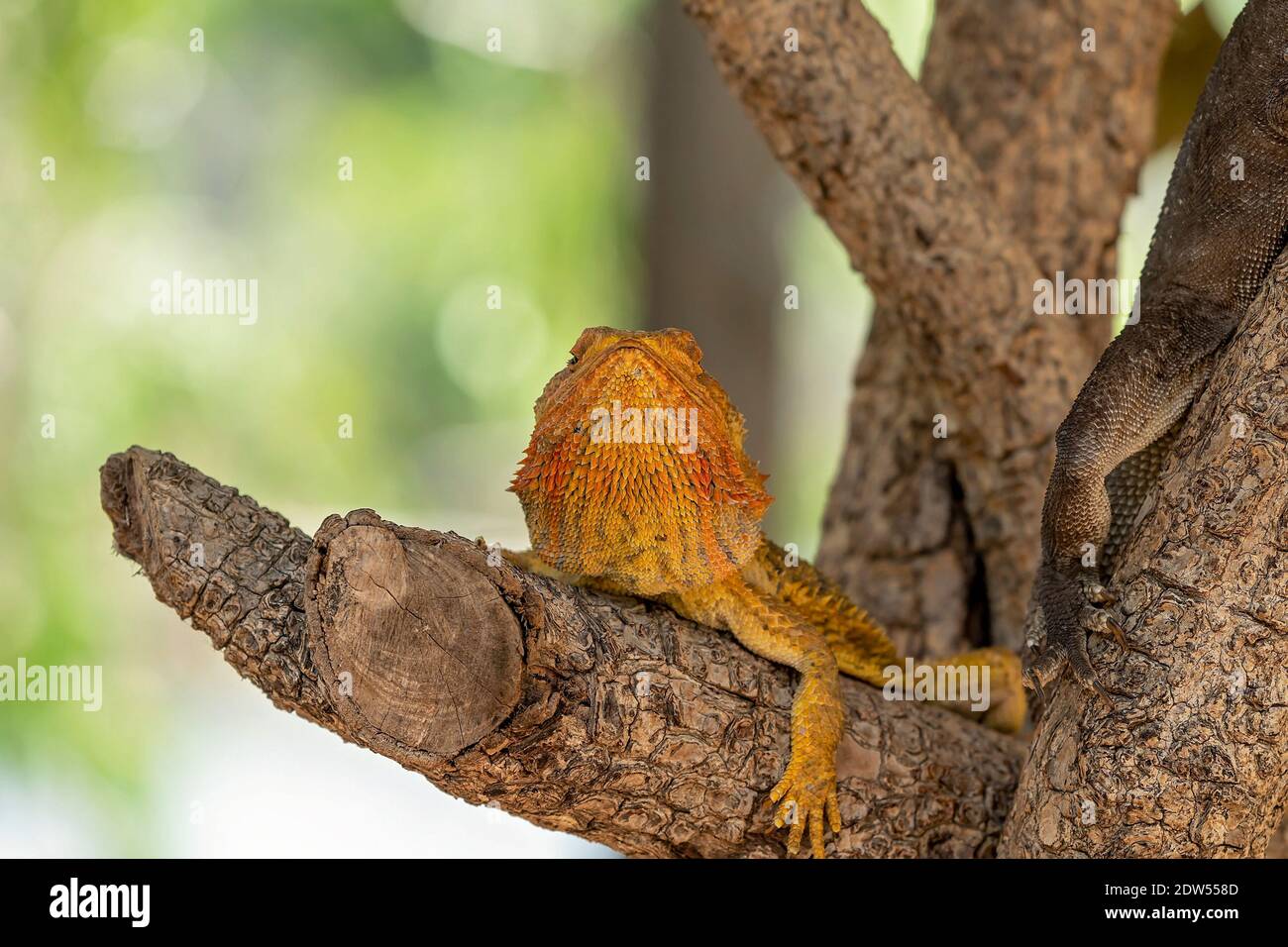 A frilled neck lizard sitting on a branch looking upwards Stock Photo