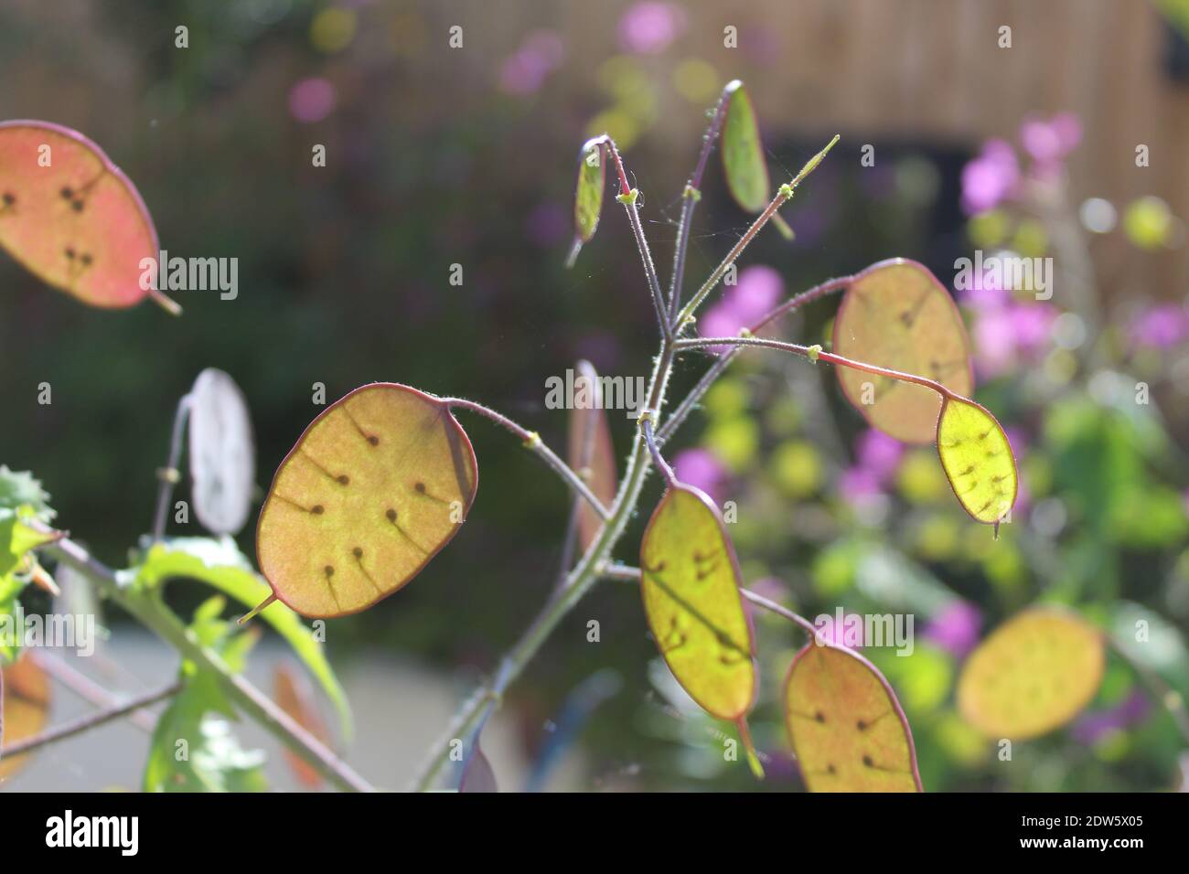 Translucent seed pods hires stock photography and images Alamy
