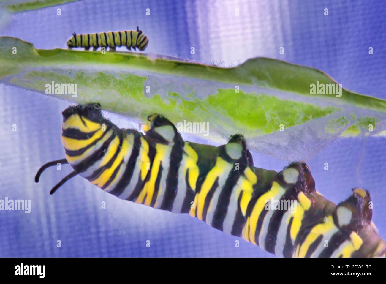 Very large and very small monarch catepillar on the top and bottom of a green leaf. Stock Photo