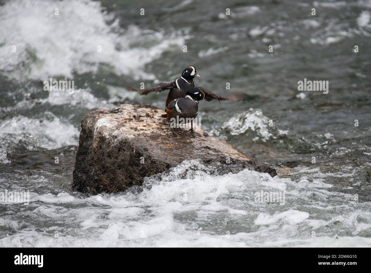 Two harlequin ducks on a rock in the middle of Le Hardy Rapids