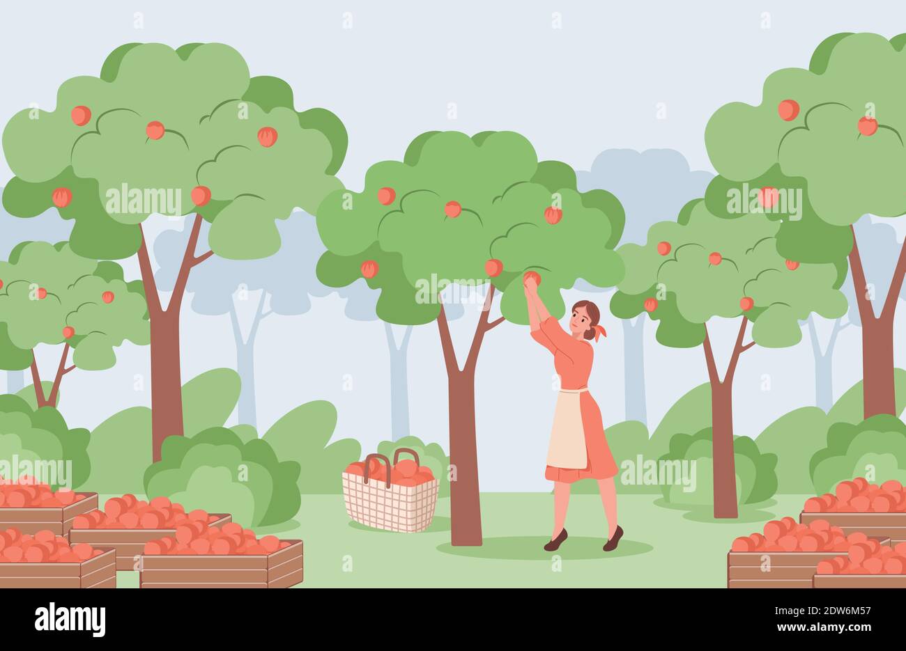 Young woman in red dress and white apron picking red ripe apples from apple trees vector flat illustration. Apple garden with trees and boxes with apple, summer harvest concept. Stock Vector