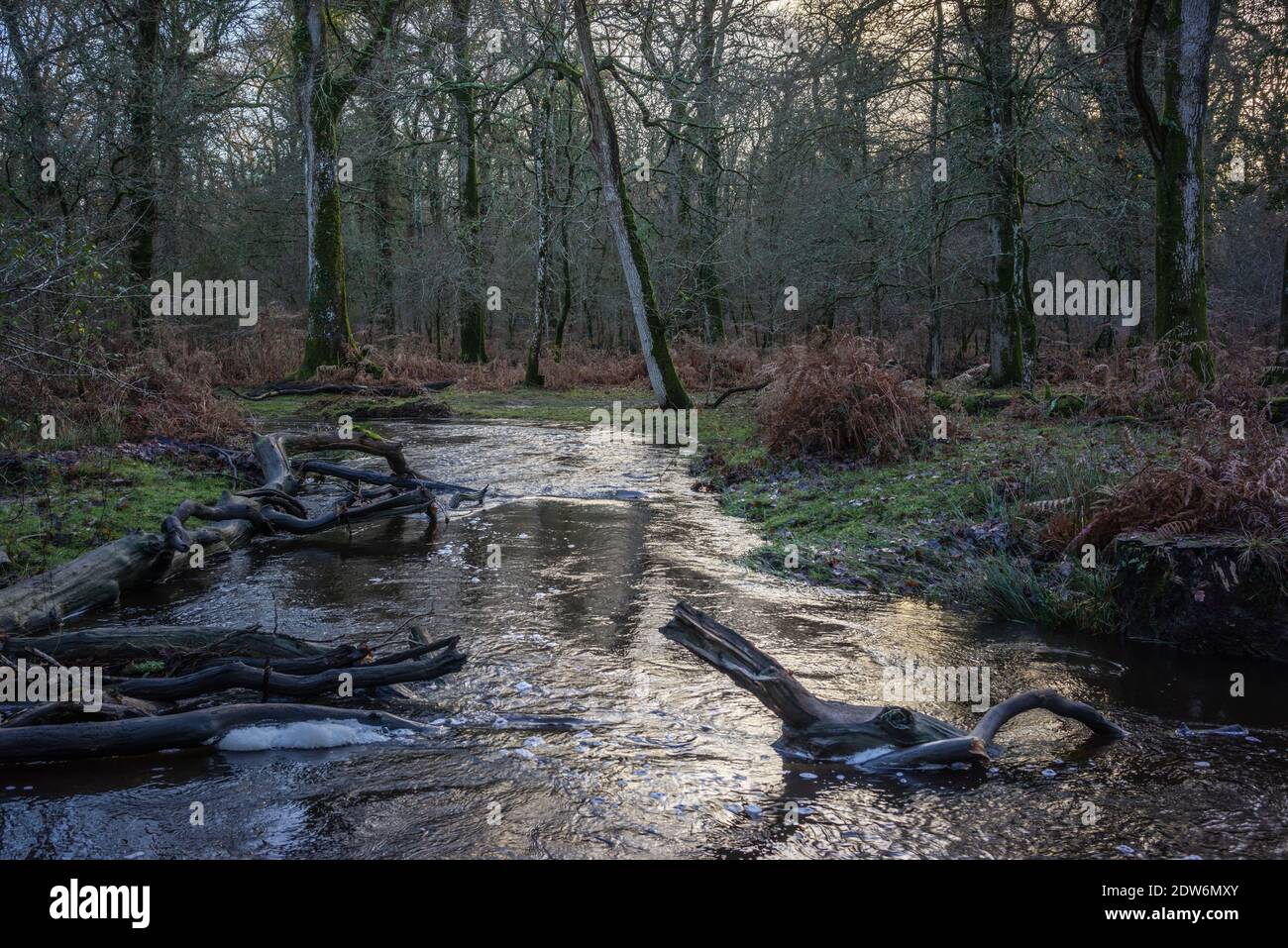 Flechs Water - a small river in the New Forest near Rhinefield in the New Forest National Park during low light in winter, Hampshire, England, UK Stock Photo