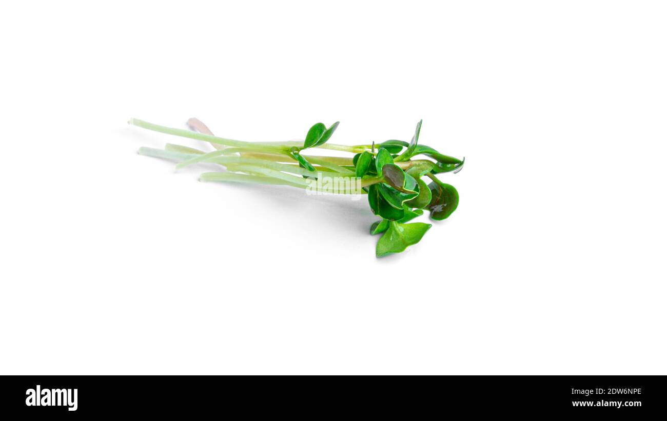 Microgreen on a white background. High quality photo Stock Photo