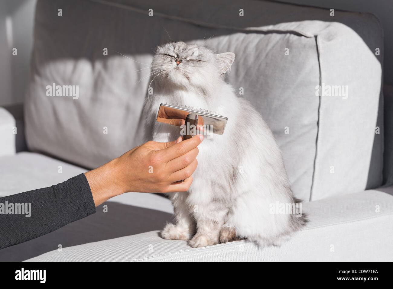Grey persian cat enjoying while being brushed and combed. Sweet cat is