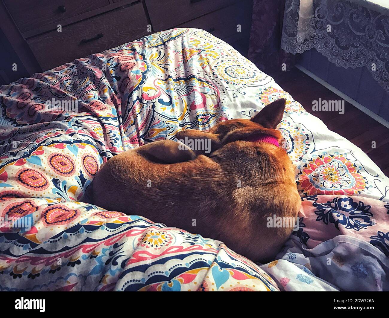 my dog sleeps in my bed