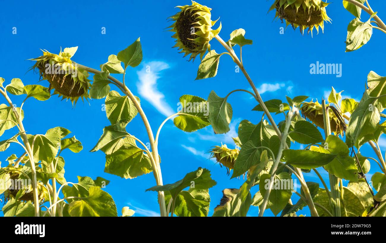 Sunflowers in the field,growing seeds,harvesting sunflower oil, a