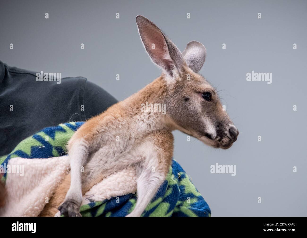 A Baby Kangaroo, Called A Joey, Is Cradled In A Workers Arms During A Show And Tell Presentation Stock Photo - Alamy A Baby Kangaroo, Called A Joey, Is Cradled In A Workers Arms During A Show And Tell Presentation Stock Photo - Alamy