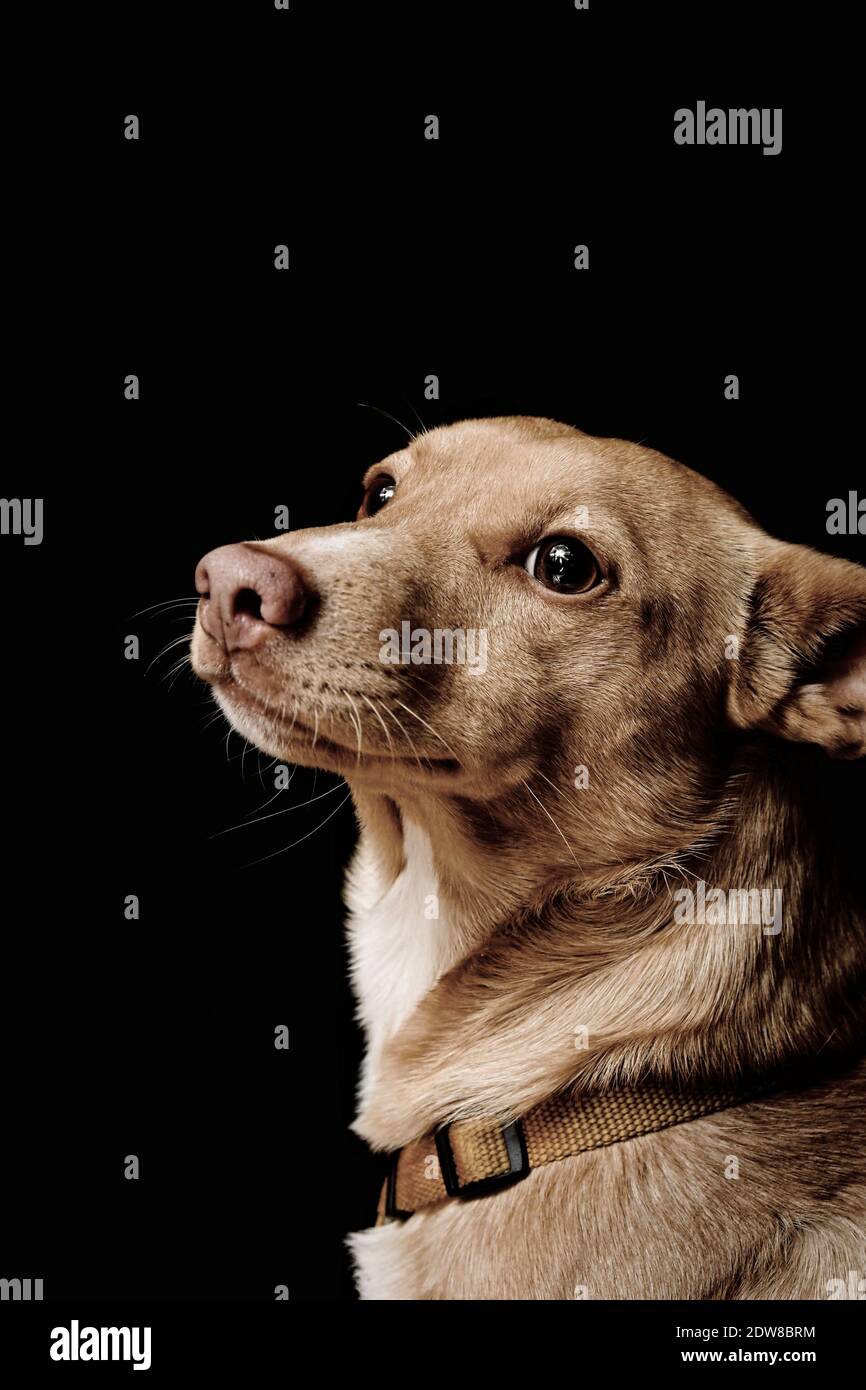 Paul The Dog Stock Photo Alamy