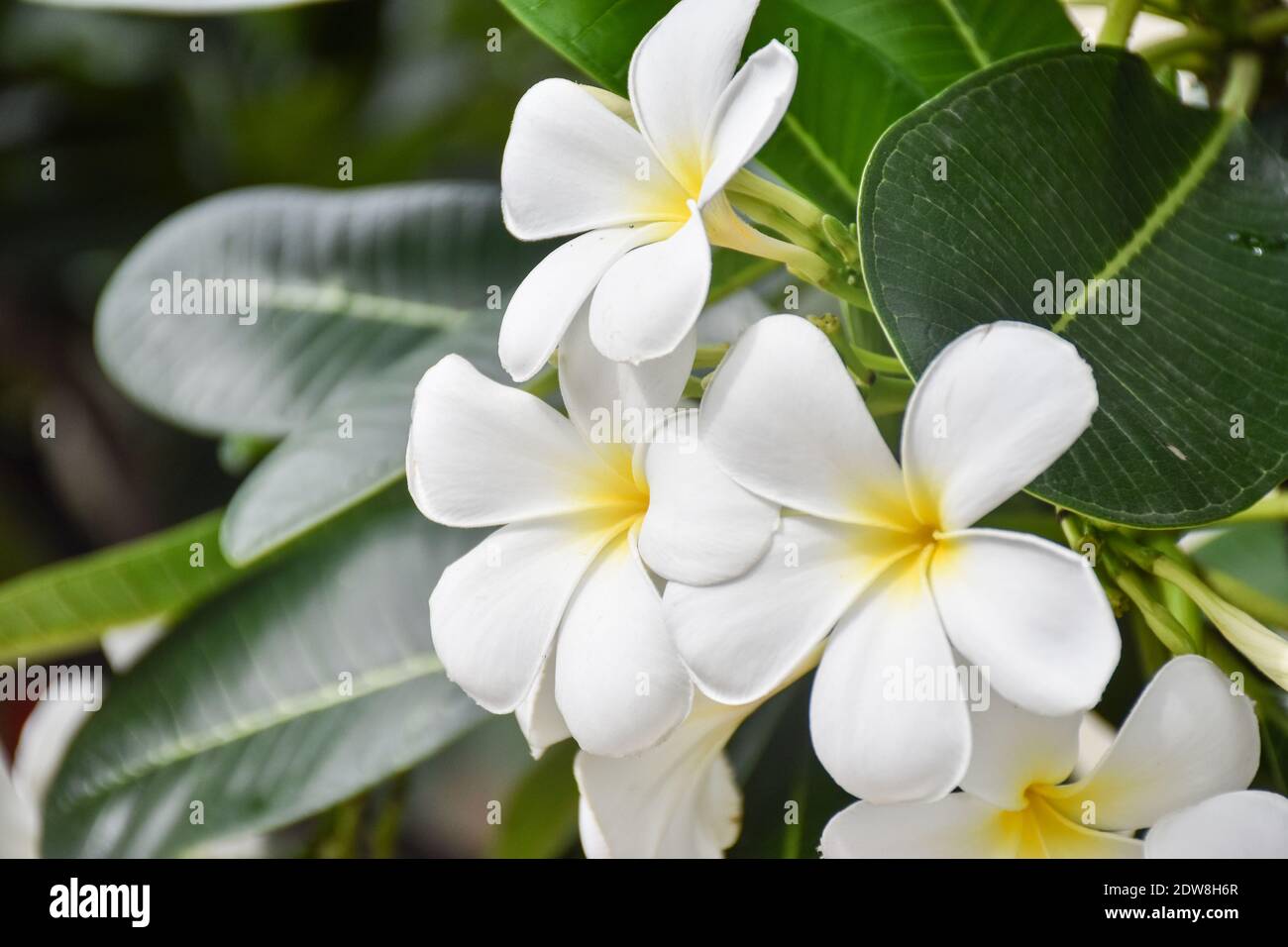 Natural Beautiful Background View. White Plumeria Flower On Green Natural  Wallpaper. Depth Of Field Stock Photo - Alamy