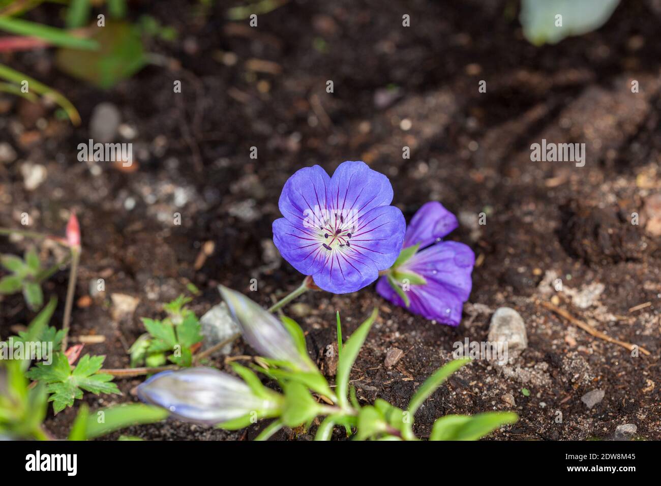 'Rozanne' Cranesbill Geranium, Trädgårdsnäva (Geranium) Stock Photo