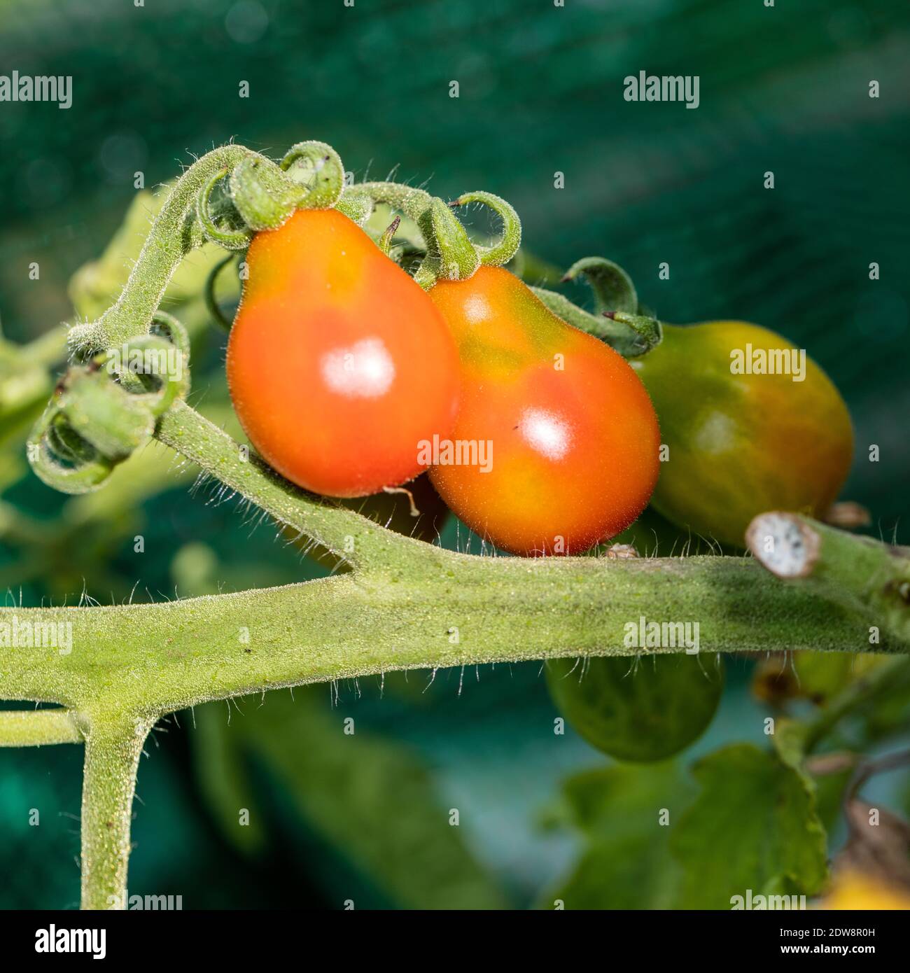 'Red Pear' Tomato, Pärontomat (Solanum lycopersicum) Stock Photo