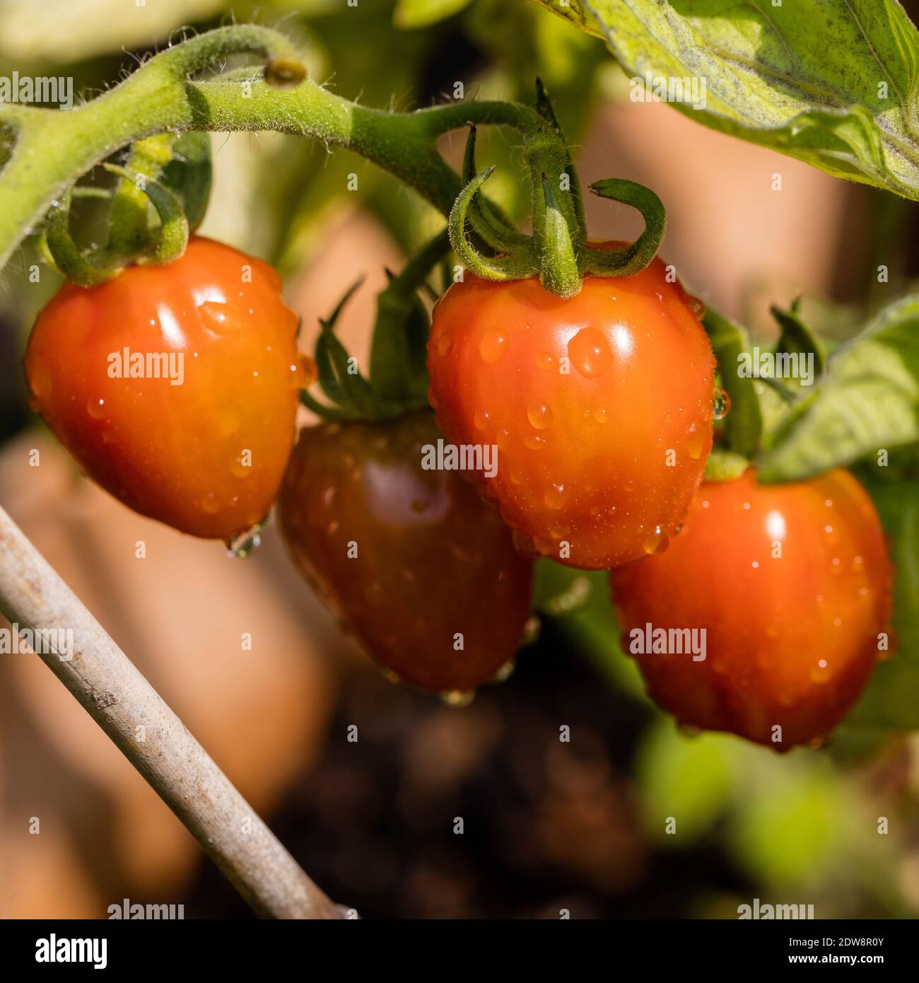 'Fantastica' Cherry tomato, Körsbärstomat (Solanum lycopersicum var. cerasiforme) Stock Photo
