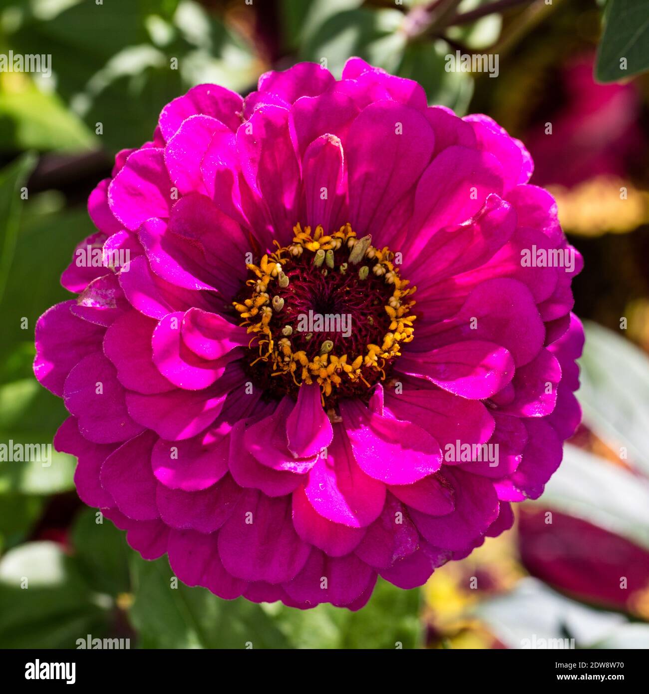 Purple Prince Common Zinnia Zinnia Zinnia Elegans Stock Photo Alamy Purple Prince Common Zinnia Zinnia Zinnia Elegans Stock Photo Alamy