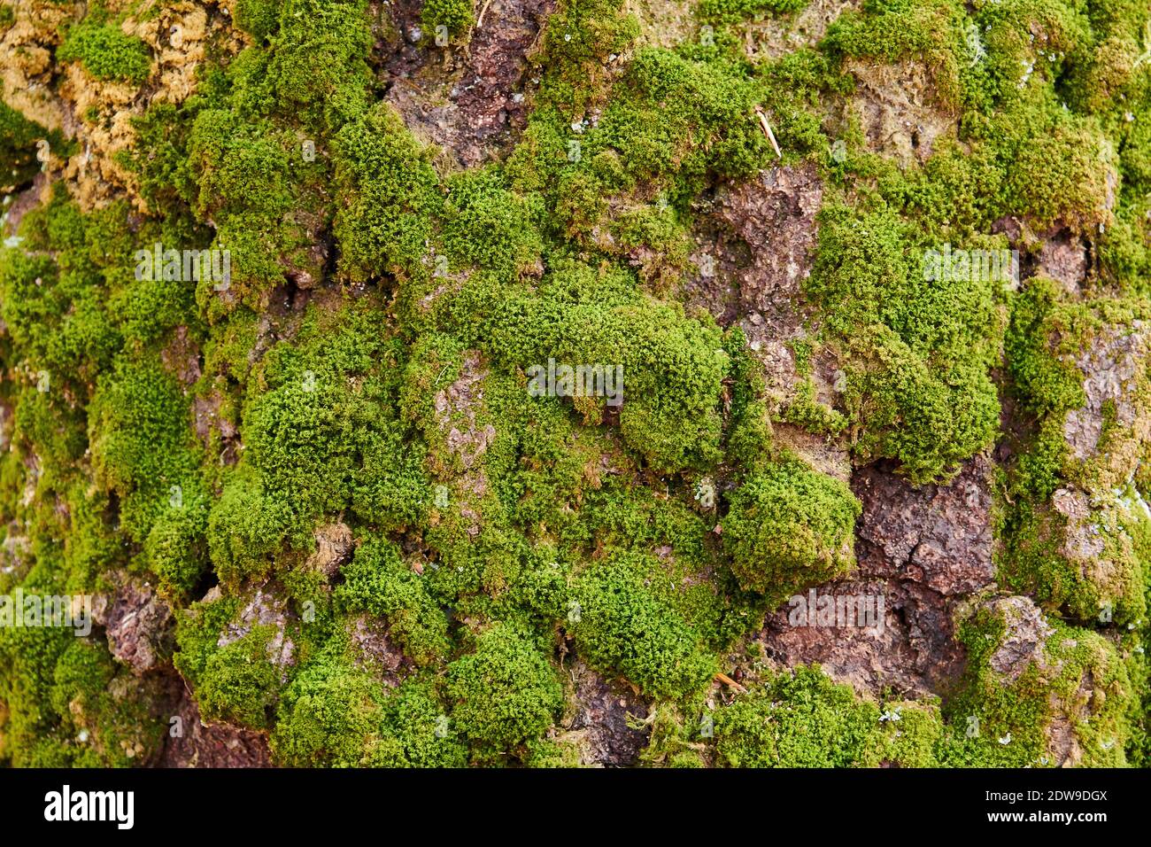 Moss Growing On Rock Stock Photo Alamy