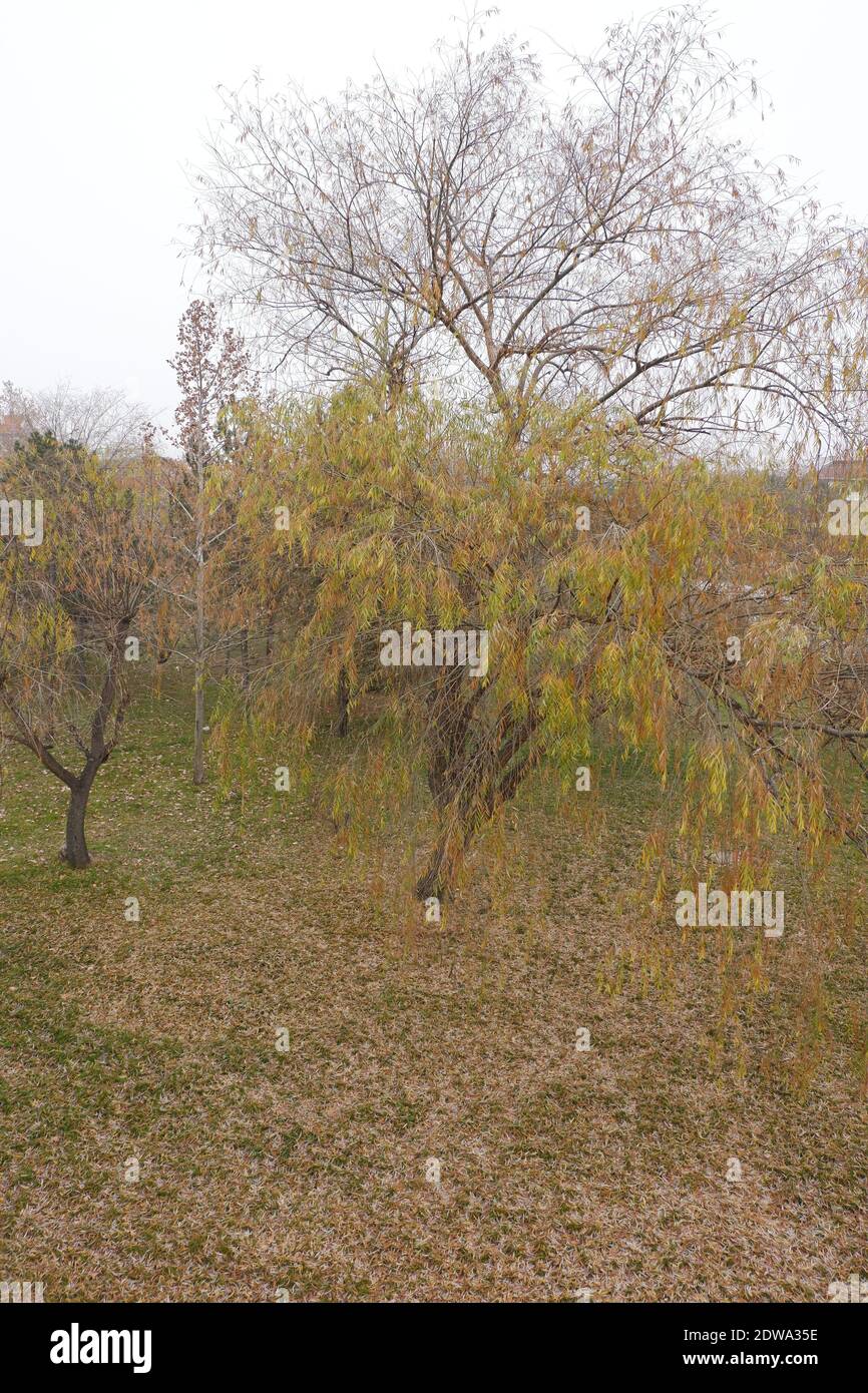 Yellow trees in Autumn Stock Photo