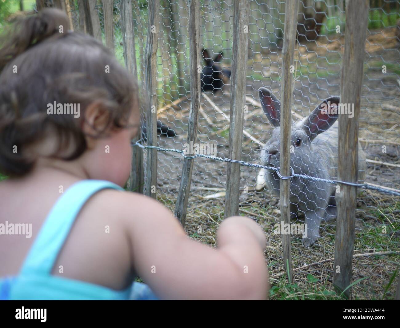 Rabbit crouching hi-res stock photography and images - Alamy