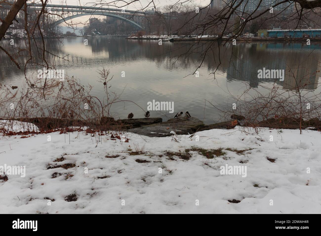 snow covers the ground as ducks sit on rocks on the bank of the salt marsh of Spuyten Duyvil Creek, the Henry Hudson Bridge appears in the background Stock Photo