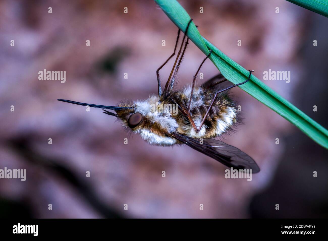 Non arthropod invertebrate animals hi-res stock photography and images ...