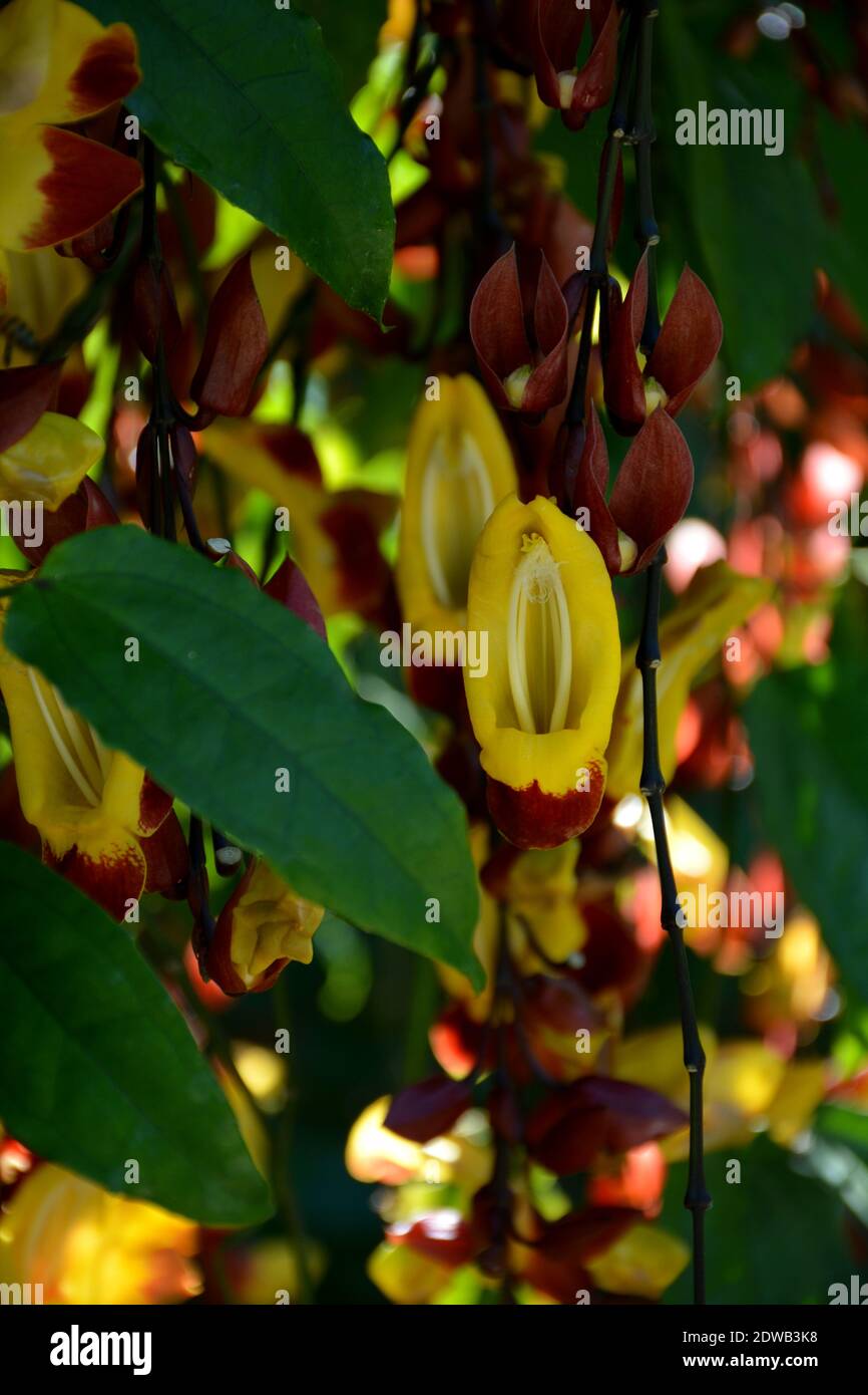 Closeup Thunbergia Mysorensis, Also Called Mysore Trumpet Vine Or