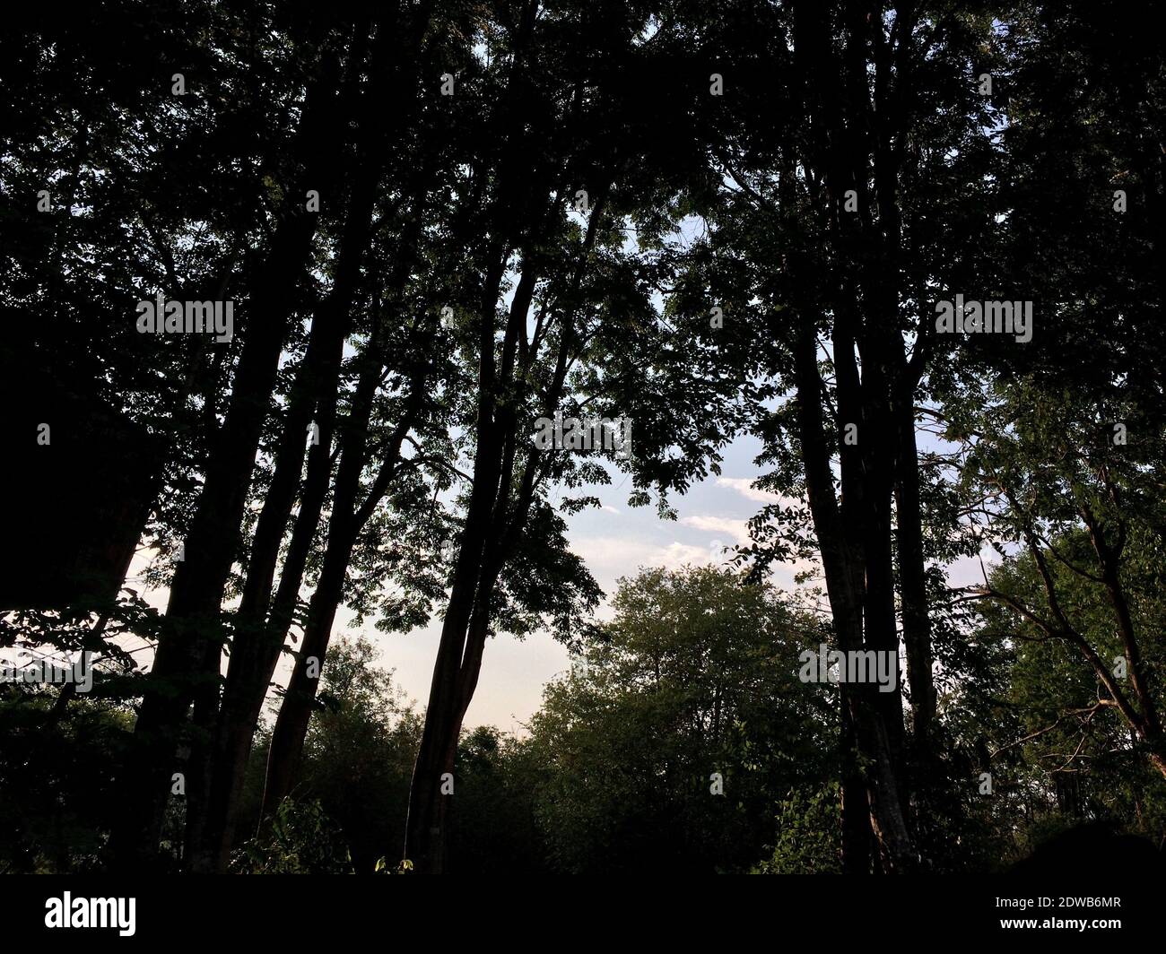 Low Angle View Of Silhouette Trees In Forest Against Sky Stock Photo