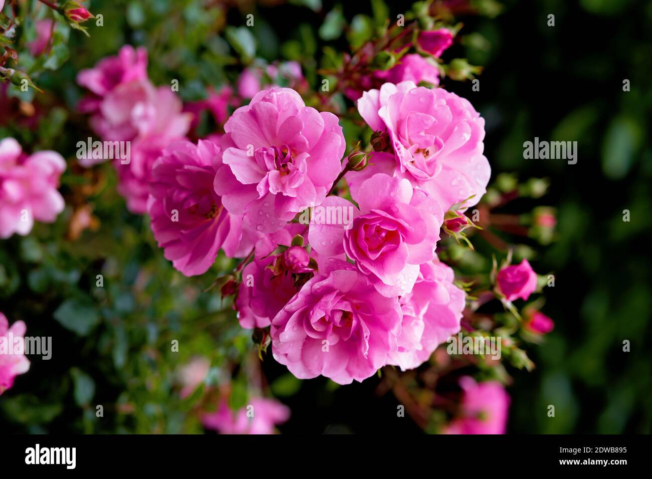 Pink roses blooming in a garden park in San Francisco, California, USA Stock Photo