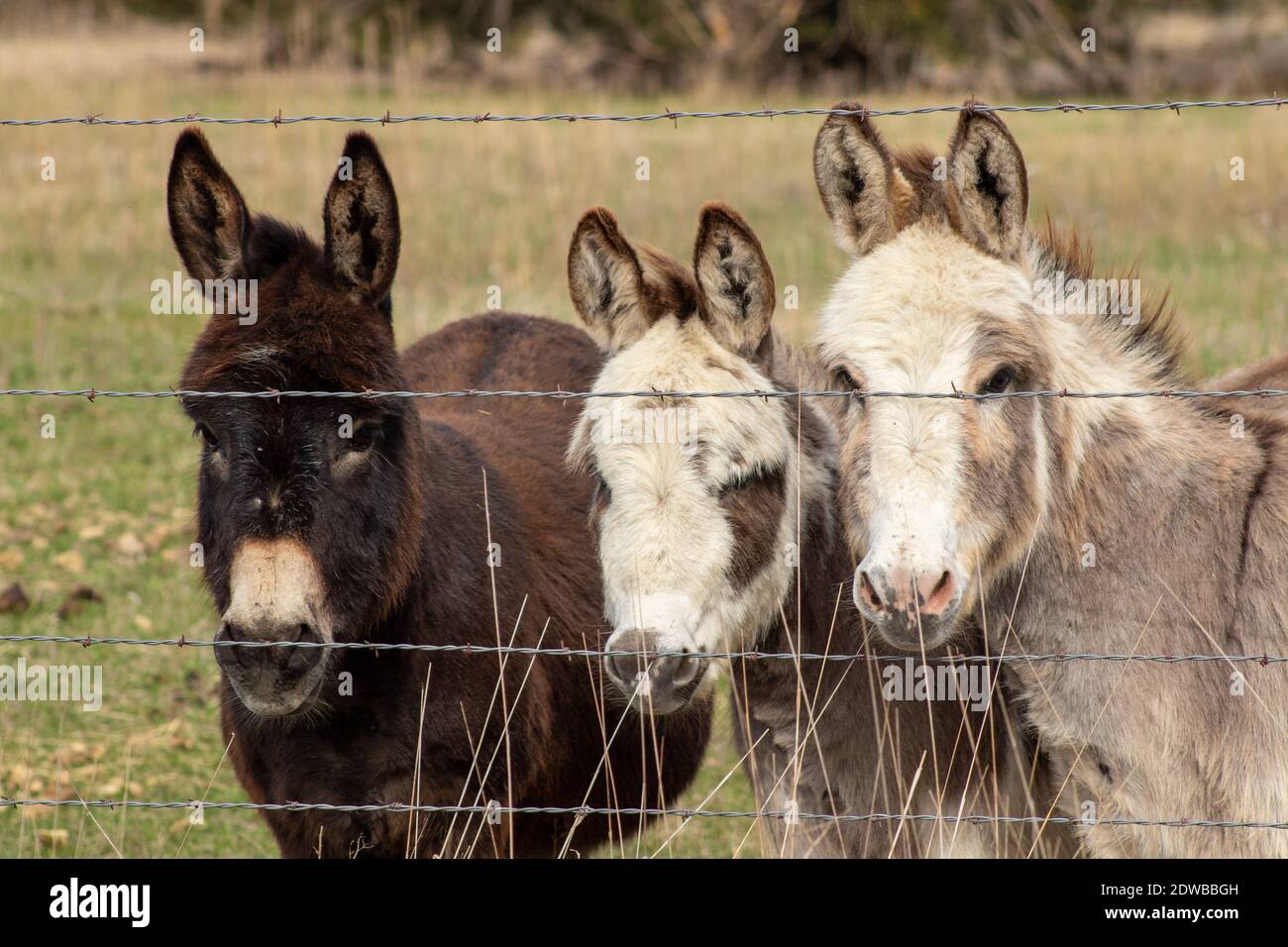 Miniature Donkeys High Resolution Stock Photography and Images - Alamy