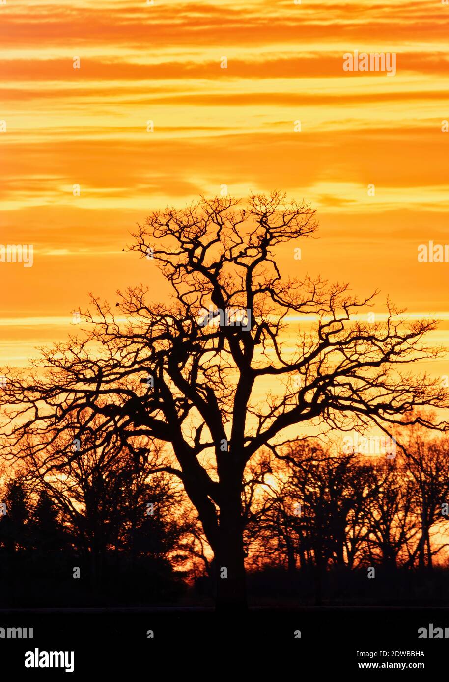 A lone oak tree is silhouetted on a brilliant orange sunset sky Stock ...