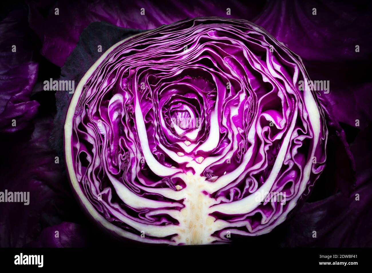 Half a red cabbage showing the inside textured layers of leaves. Stock Photo