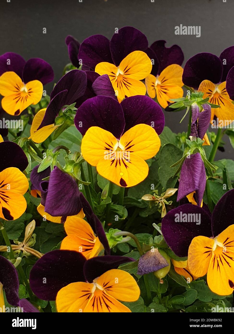 Petunia multi colored flowers hi-res stock photography and images - Alamy