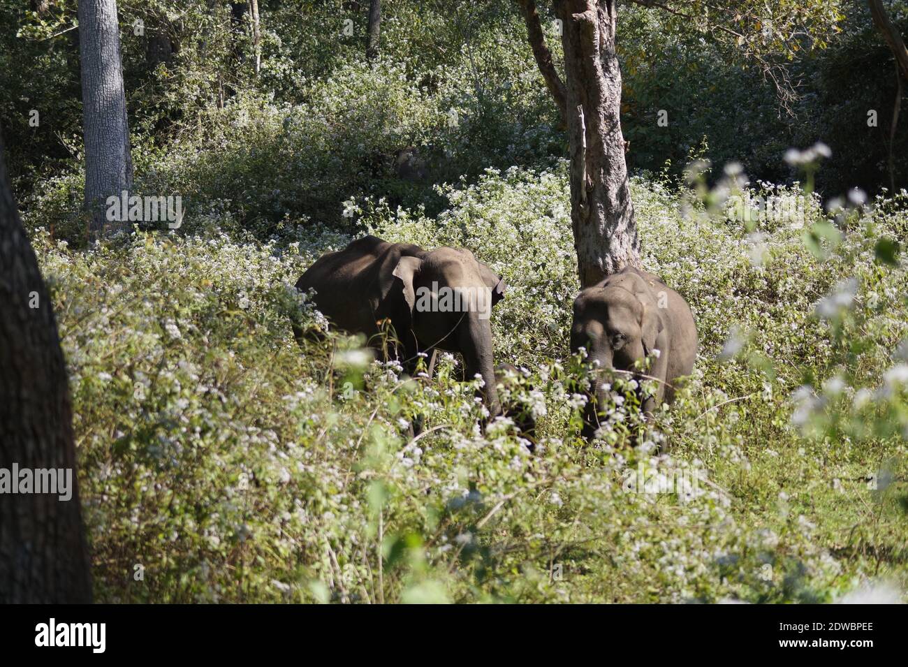 Elephants in wayanad wildlife santuary in wayanad, Kerala, India. Wayanad Wildlife Sanctuary is the second largest wildlife sanctuary in Kerala. Stock Photo