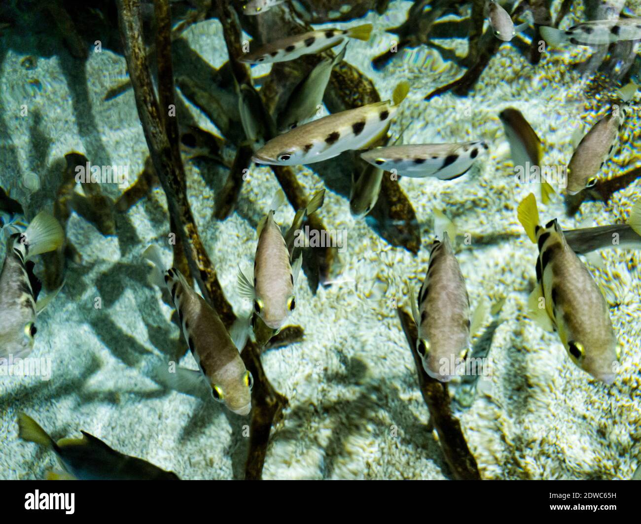 Many fish in clear water and three fish that stand out Stock Photo - Alamy