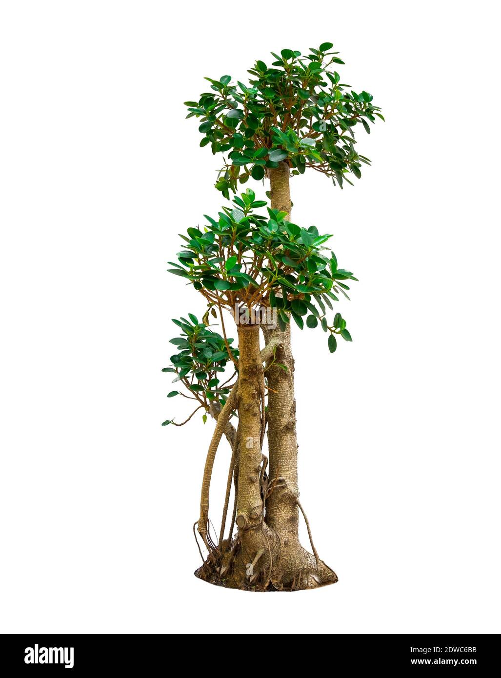 A Tree Has Green Leaf On Isolated White Background Stock Photo Alamy