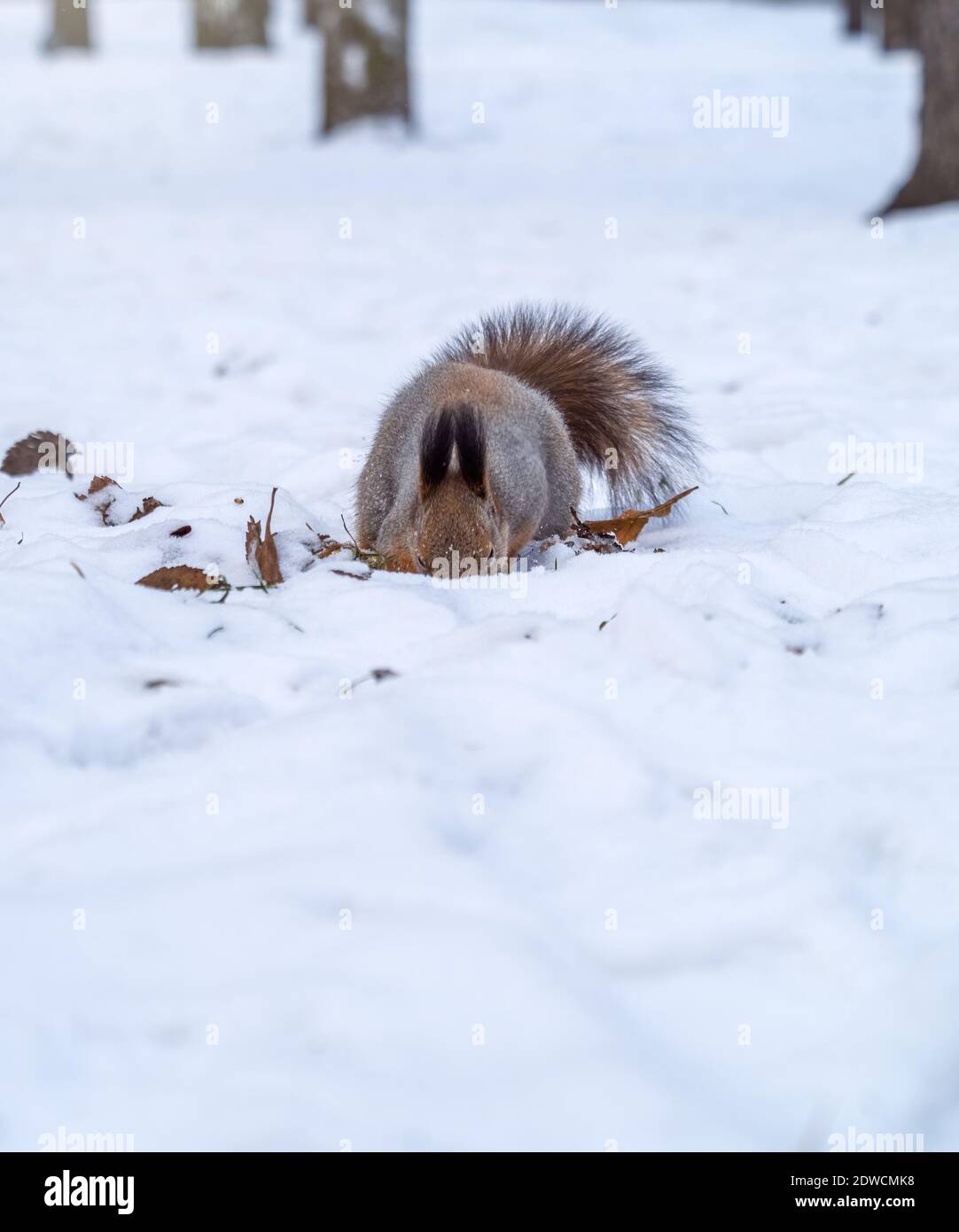 Squirrel hides nuts in the white snow. Eurasian red squirrel, Sciurus
