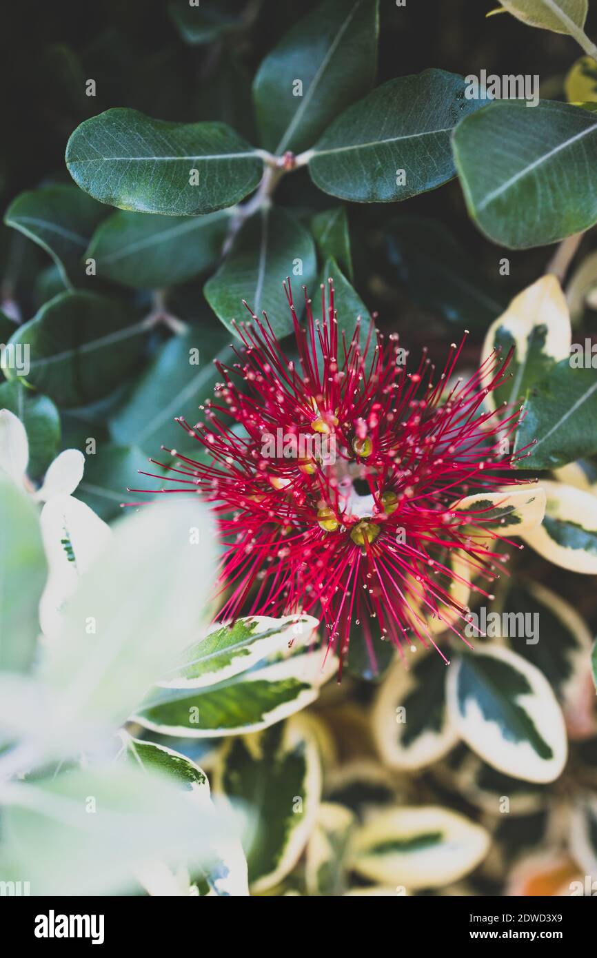 New Zealander Gardening Hi res Stock Photography And Images Alamy