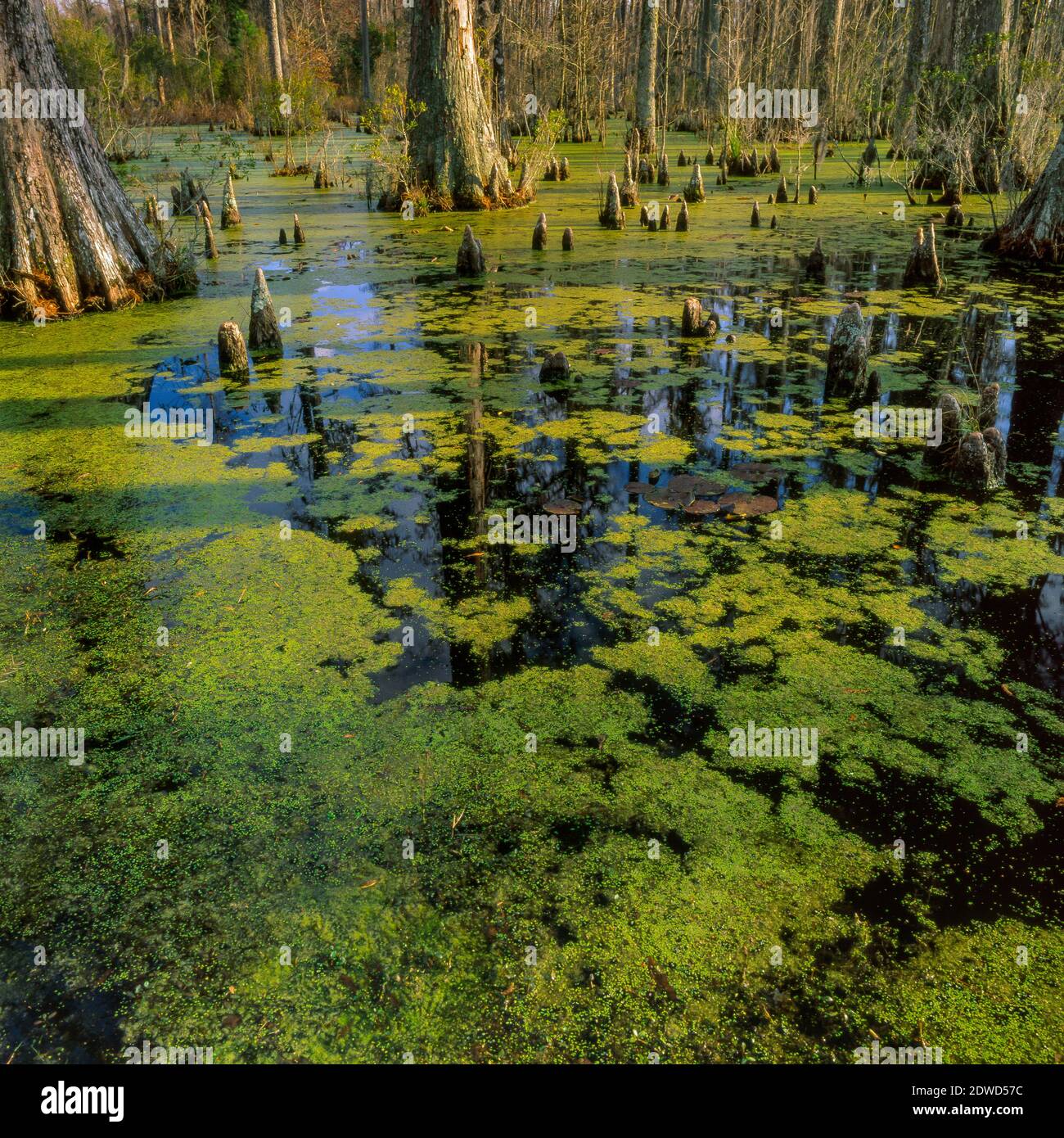 Cypress Garden, Francis Marion National Forest, South Carolina Stock