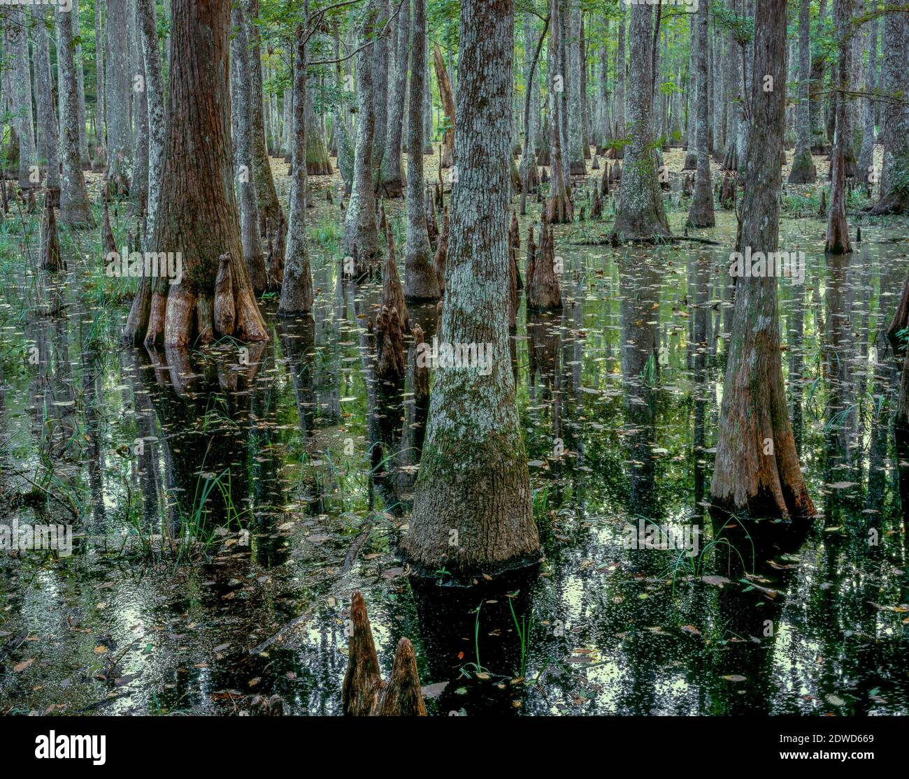 Waterhorn Swamp, Francis Marion National Forest, South Carolina Stock