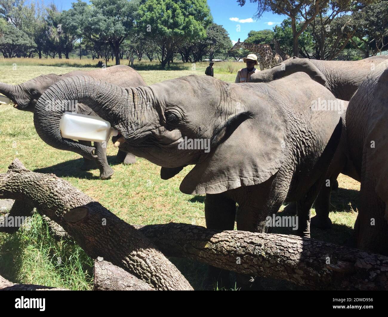 Elephant Feeding Time Stock Photo Alamy