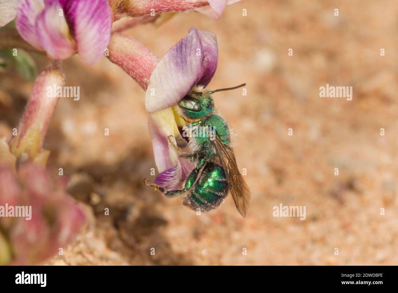 Mason Bee male, Osmia foxi, Megachilidae. Nectaring at Astragalus sp. Stock Photo