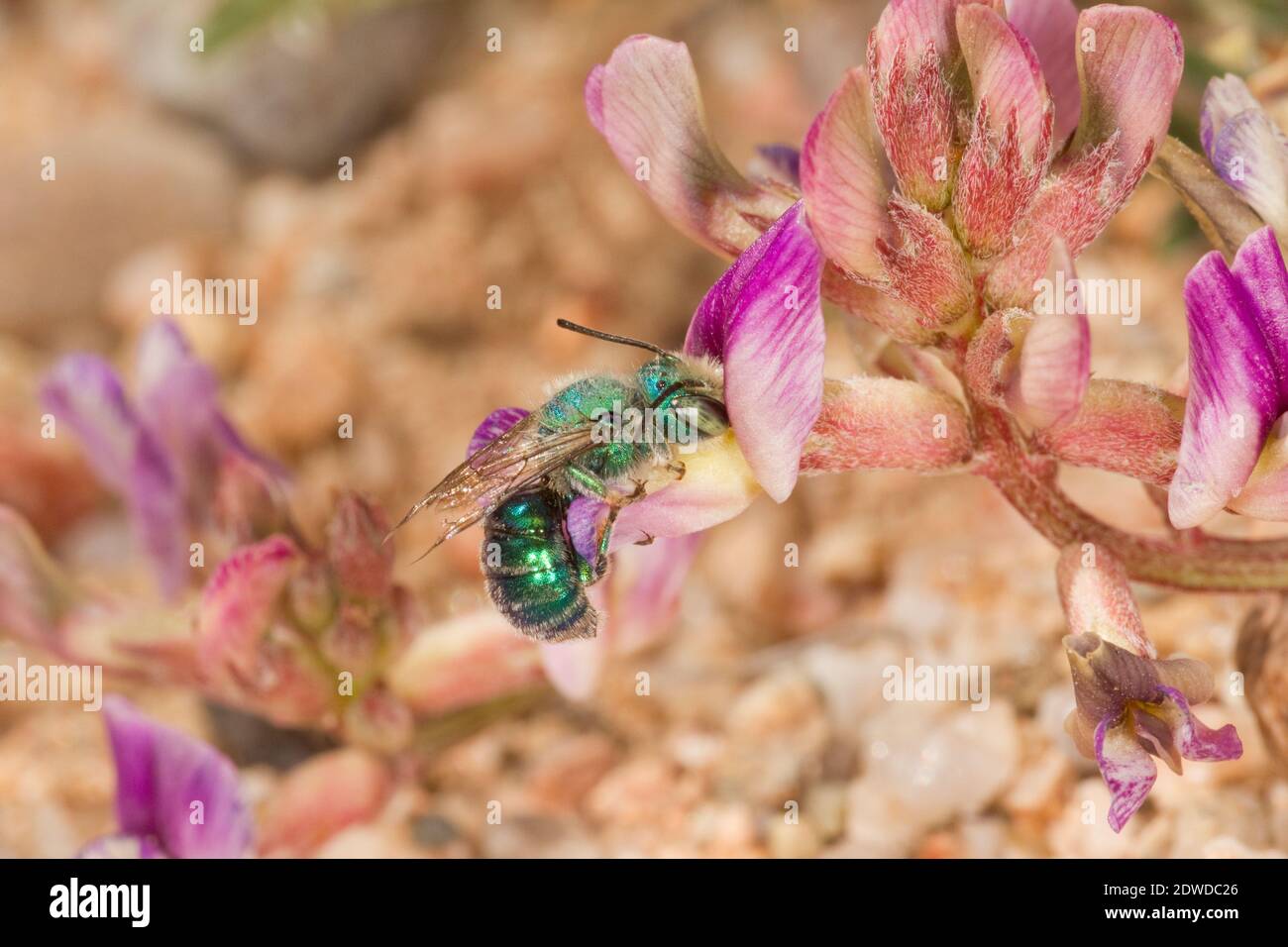 Mason Bee male, Osmia foxi, Megachilidae. Nectaring on Astragalus sp. Stock Photo