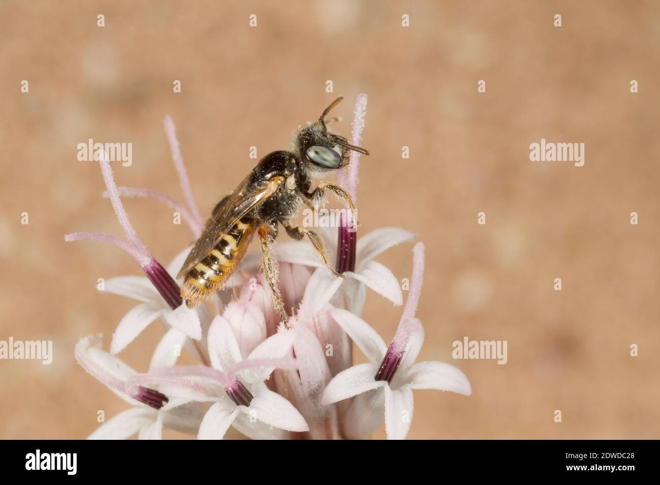 Unidentified Mining Bee female, Perdita sp., Andrenidae. Body Length 8 mm. Nectaring on Spanish Needles, Palafoxia arida, Asteraceae. Stock Photo