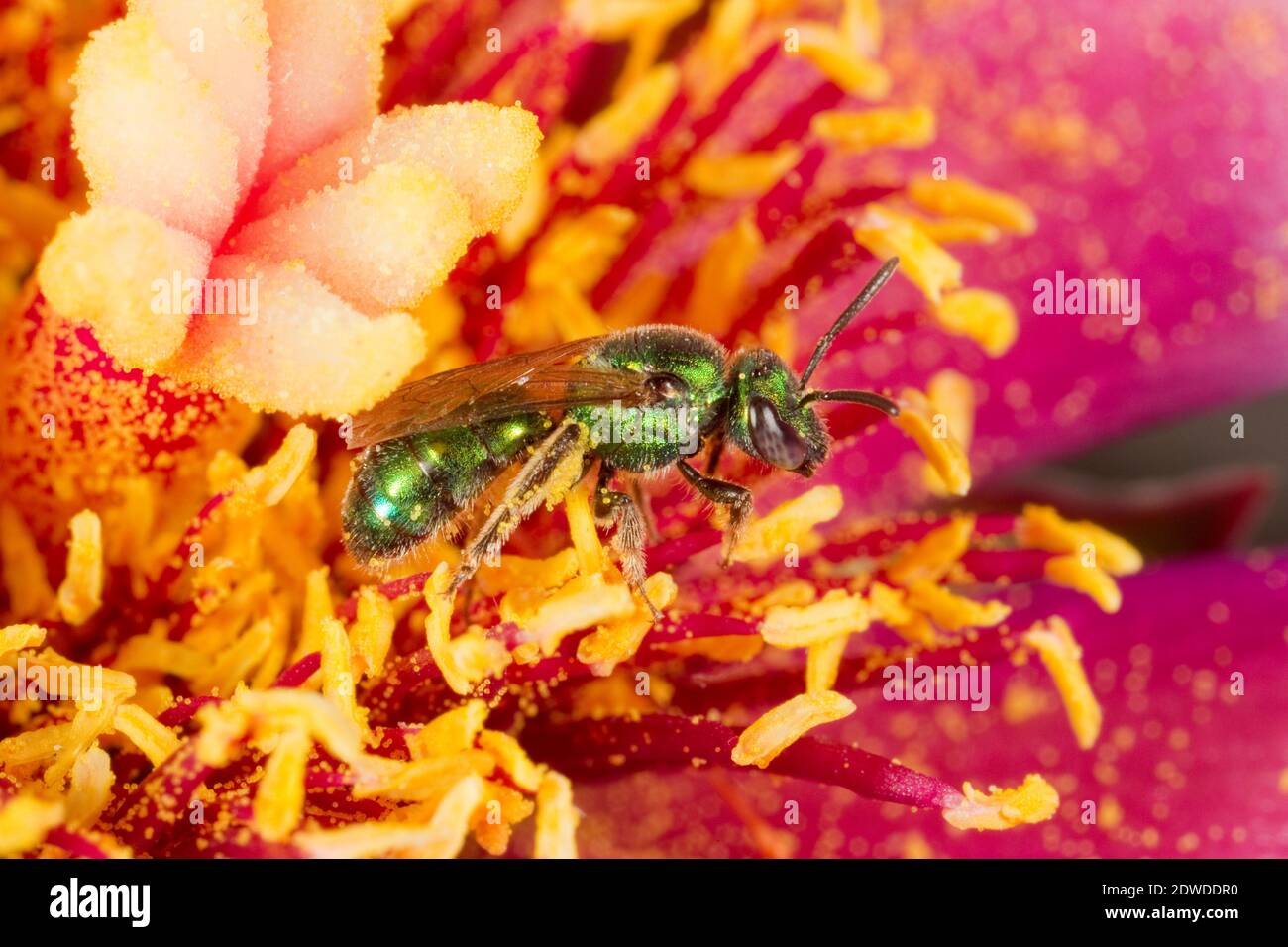 Sweat Bee female, Augochlorella neglectula., Halictidae. Body Length 7 mm. Nectaring at Cane Cholla, Opuntia spinosior, Cactaceae. Stock Photo