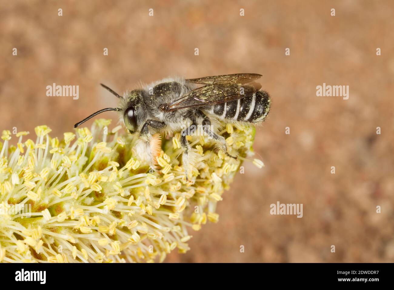 Leafcutter Bee male, Megachile inimica, Megachilidae. Body Length 10 mm. Nectaring at Velvet Mesquite, Prosopis velutina, Fabaceae. Stock Photo