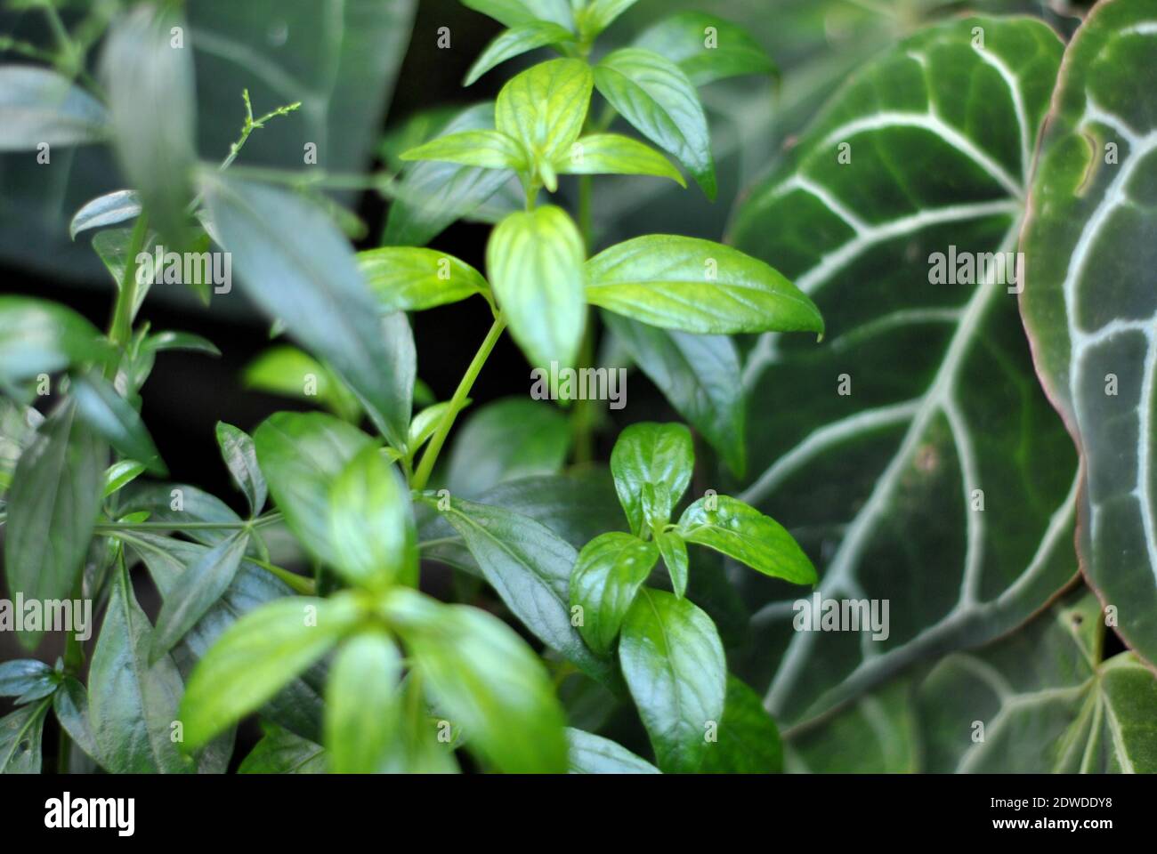 Green, Plants, Medicine Plant Stock Photo