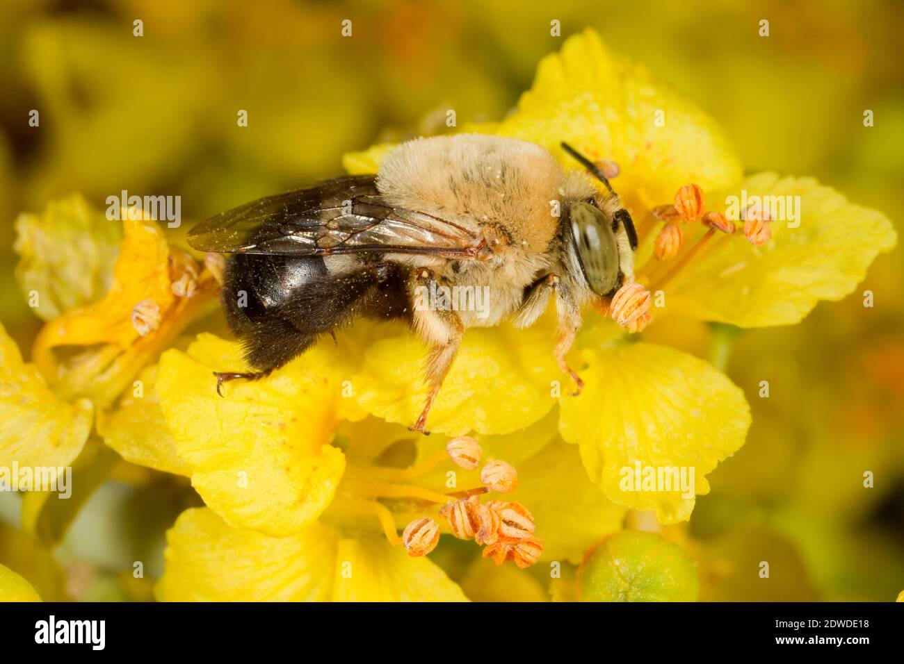 Centris cockerelli hires stock photography and images Alamy